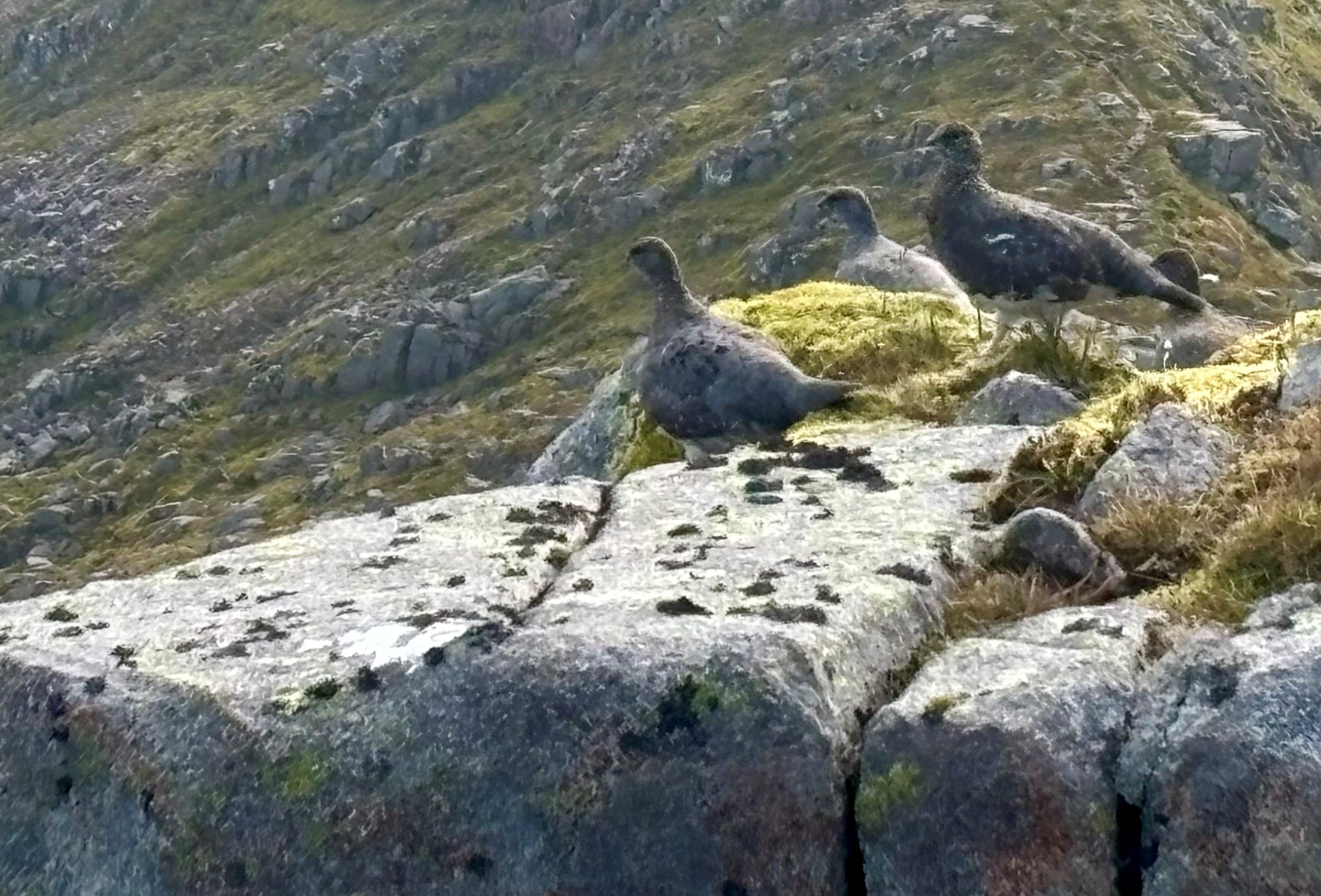 Ptarmigan